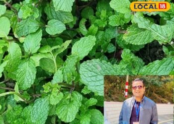 पहाड़ी पुदीना क्यों होता है खास, किन बीमारियों से दिलाता है छुटकारा? एक्सपर्ट से जानिए एक-एक गुण