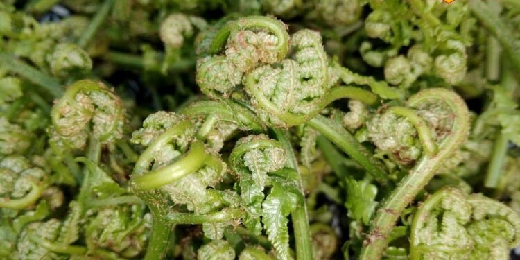 पहाड़ी लोगों की पसंदीदा सब्जी लिंगुड़ा, जिसके स्वाद में छुपा है नॉनवेज जैसा ट्विस्ट, जानिए इसके फायदे