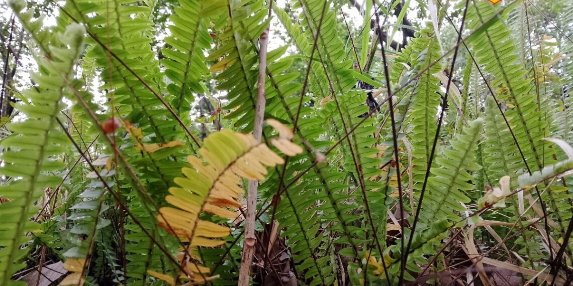 छोटा पौधा, असर बड़ा! पहाड़ों में उगने वाली ये जड़ी-बूटी है गाय-भैंस के पेट से जुड़ी हर मर्ज की दवा