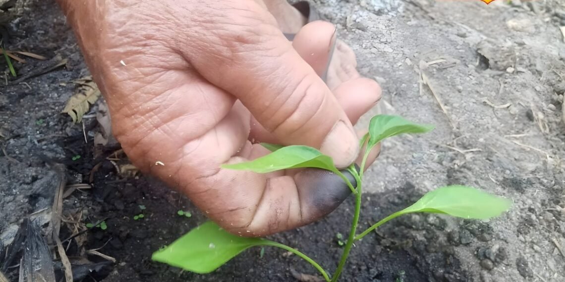 मिर्च के पौधे में ज्यादा फल कैसे पाएं? ये आसान पहाड़ी गार्डनिंग ट्रिक पौधों को बनाएगी घना, पैदावार भी होगी दोगुनी