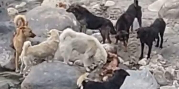 अपनों के लिए अंतिम पल भी वक्त नहीं, आधी-अधूरी जली लाश छोड़ जा रहे लोग, कुत्ते नोंचकर खा रहे