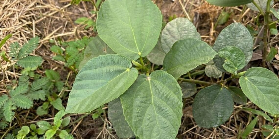 पहाड़ों में क्यों खास माने जाते हैं तिमिल के पत्ते? भोजन से लेकर पूजा तक हर जगह होता है इस्तेमाल