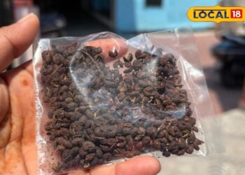 Pahadi Spice: चटनी से लेकर इलाज तक काम आता है ये मसाला! जानें पहाड़ी काली मिर्च के फायदे