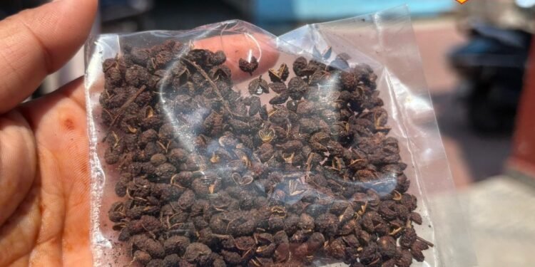 Pahadi Spice: चटनी से लेकर इलाज तक काम आता है ये मसाला! जानें पहाड़ी काली मिर्च के फायदे