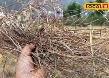 जानिए पिरूल से कैसे बदली पहाड़ की तस्वीर…जिसकी वजह से लगती थी आग, वही बनी वरदान