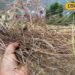 जानिए पिरूल से कैसे बदली पहाड़ की तस्वीर…जिसकी वजह से लगती थी आग, वही बनी वरदान
