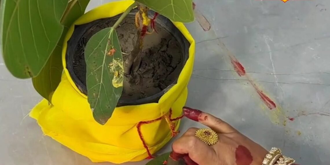Vat Savitri Vrat : सिर्फ व्रत नहीं, ये 4 अर्पण बदल देंगे आपकी तकदीर! वट सावित्री पर बरगद को चढ़ाएं ये खास चीजें