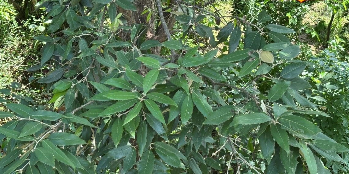 पहाड़ों के लिए यह पेड़ क्यों कहलाते हैं ‘हरा सोना’? क्या सच में उत्तराखंड के लिए वरदान, जानिए पूरी कहानी