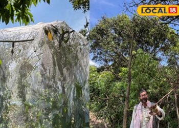पहाड़ों से पलायन कम करेगा मूंगा, जानें उत्तराखंड में कैसे करें सबसे महंगे रेशम की खेती! 2-3 महीने में लाखों की कमाई पक्की