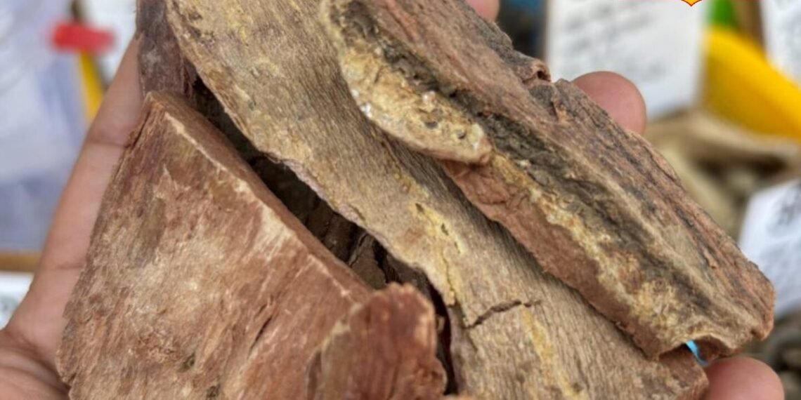 Benefits of Arjun Chaal: गलत खानपान से बढ़ रही एसिडिटी? गैस और सीने की जलन में कैसे असर करती है अर्जुन की छाल