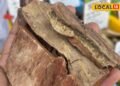 Benefits of Arjun Chaal: गलत खानपान से बढ़ रही एसिडिटी? गैस और सीने की जलन में कैसे असर करती है अर्जुन की छाल