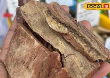 Benefits of Arjun Chaal: गलत खानपान से बढ़ रही एसिडिटी? गैस और सीने की जलन में कैसे असर करती है अर्जुन की छाल