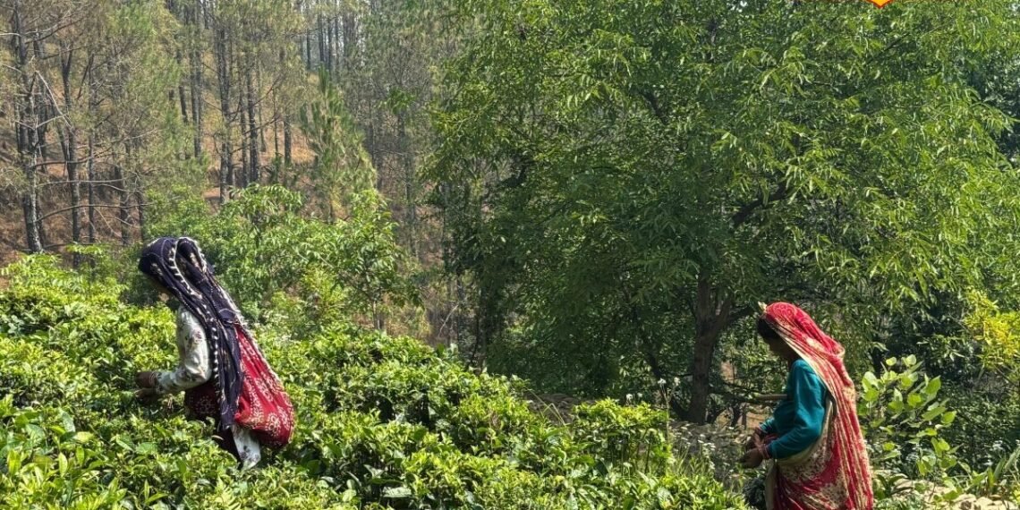 ‘8 घंटे नहीं रुकते हाथ’, आपकी चाय में घुला कौसानी की मंजू देवी का ये दर्द, जानिए कैसे?