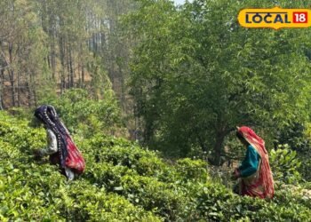 ‘8 घंटे नहीं रुकते हाथ’, आपकी चाय में घुला कौसानी की मंजू देवी का ये दर्द, जानिए कैसे?