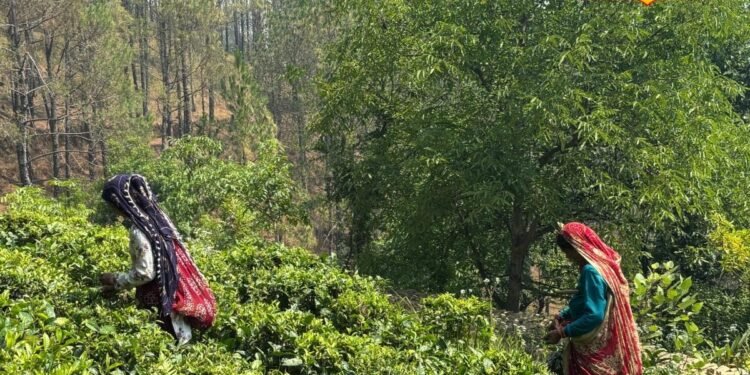 ‘8 घंटे नहीं रुकते हाथ’, आपकी चाय में घुला कौसानी की मंजू देवी का ये दर्द, जानिए कैसे?