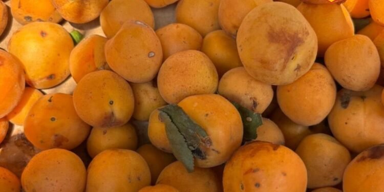तेल लगाओ या ऐसे ही खाओ…पहाड़ों का ये सुनहरा-नारंगी फल बॉडी के लिए वरदान