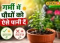 गर्मी में पौधों पर भारी पड़ सकती है ये एक गलती, जानिए पानी देने का गलत तरीका कितना घातक