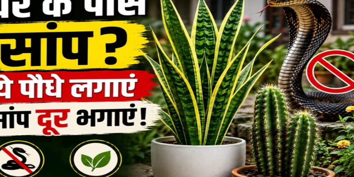 सांपों की नो-एंट्री! बस लगा लीजिए ये कमाल के पौधे, गर्मी हो या बरसात घर के आसपास नहीं फटकेंगे सांप