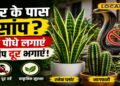 सांपों की नो-एंट्री! बस लगा लीजिए ये कमाल के पौधे, गर्मी हो या बरसात घर के आसपास नहीं फटकेंगे सांप