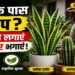 सांपों की नो-एंट्री! बस लगा लीजिए ये कमाल के पौधे, गर्मी हो या बरसात घर के आसपास नहीं फटकेंगे सांप