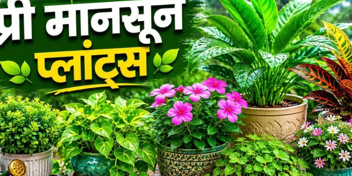 गेंदा से मोगरा तक…इन 6 पौधों से महकाएं घर, प्री-मानसून गार्डनिंग का सही समय शुरू