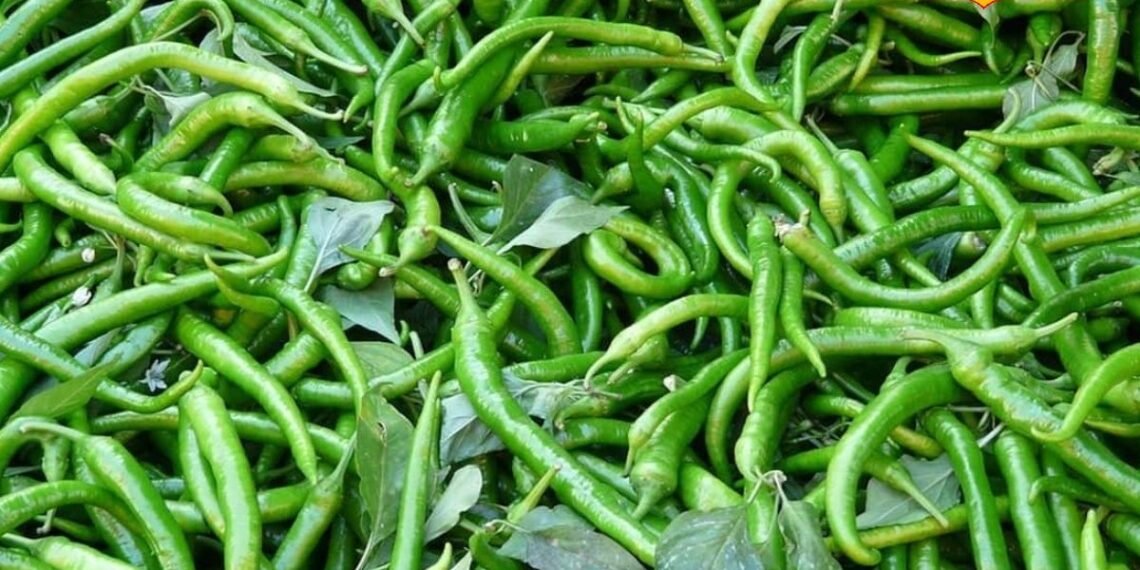 Kitchen Tips: गर्मियों में नहीं सूखेगी हरी मिर्च! इन आसान ट्रिक्स से हफ्तों तक बनी रहेगी ताज़गी और तीखापन