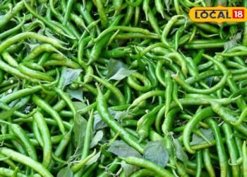Kitchen Tips: गर्मियों में नहीं सूखेगी हरी मिर्च! इन आसान ट्रिक्स से हफ्तों तक बनी रहेगी ताज़गी और तीखापन
