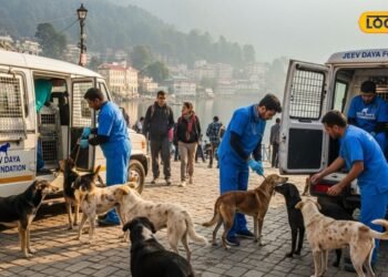 अब चैन से घूम सकेंगे पर्यटक! नैनीताल में आवारा कुत्तों के आतंक पर लगेगी लगाम, हर डॉग पर खर्च होंगे 1450 रुपये