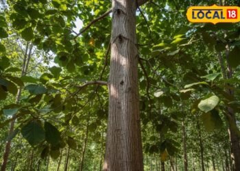बंजर जमीन या खेत किनारे लगा दें ये ग्रीन गोल्ड! 15 साल बाद लाखों में बिकेगी एक खेप, गिनते-गिनते थक जाएंगे मुनाफा