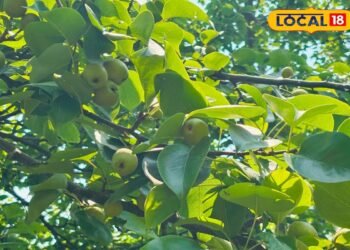 एक बार पेड़ लगाओ कई साल तक फल पाओ, तुलसी कठायत नाशपाती की खेती से कमा रही लाखों