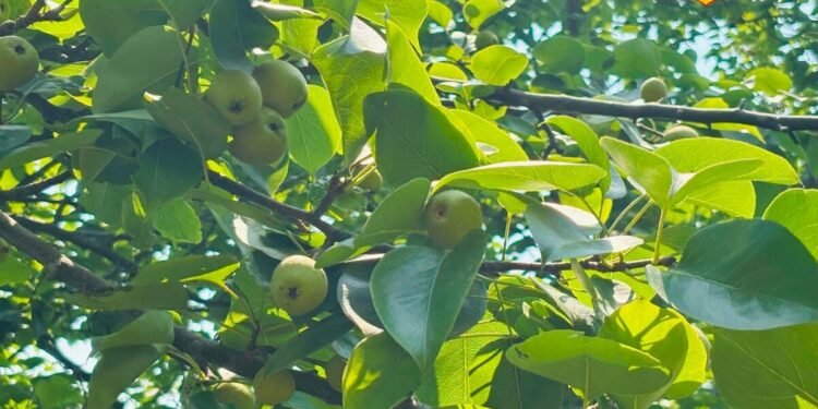 एक बार पेड़ लगाओ कई साल तक फल पाओ, तुलसी कठायत नाशपाती की खेती से कमा रही लाखों