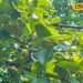 एक बार पेड़ लगाओ कई साल तक फल पाओ, तुलसी कठायत नाशपाती की खेती से कमा रही लाखों